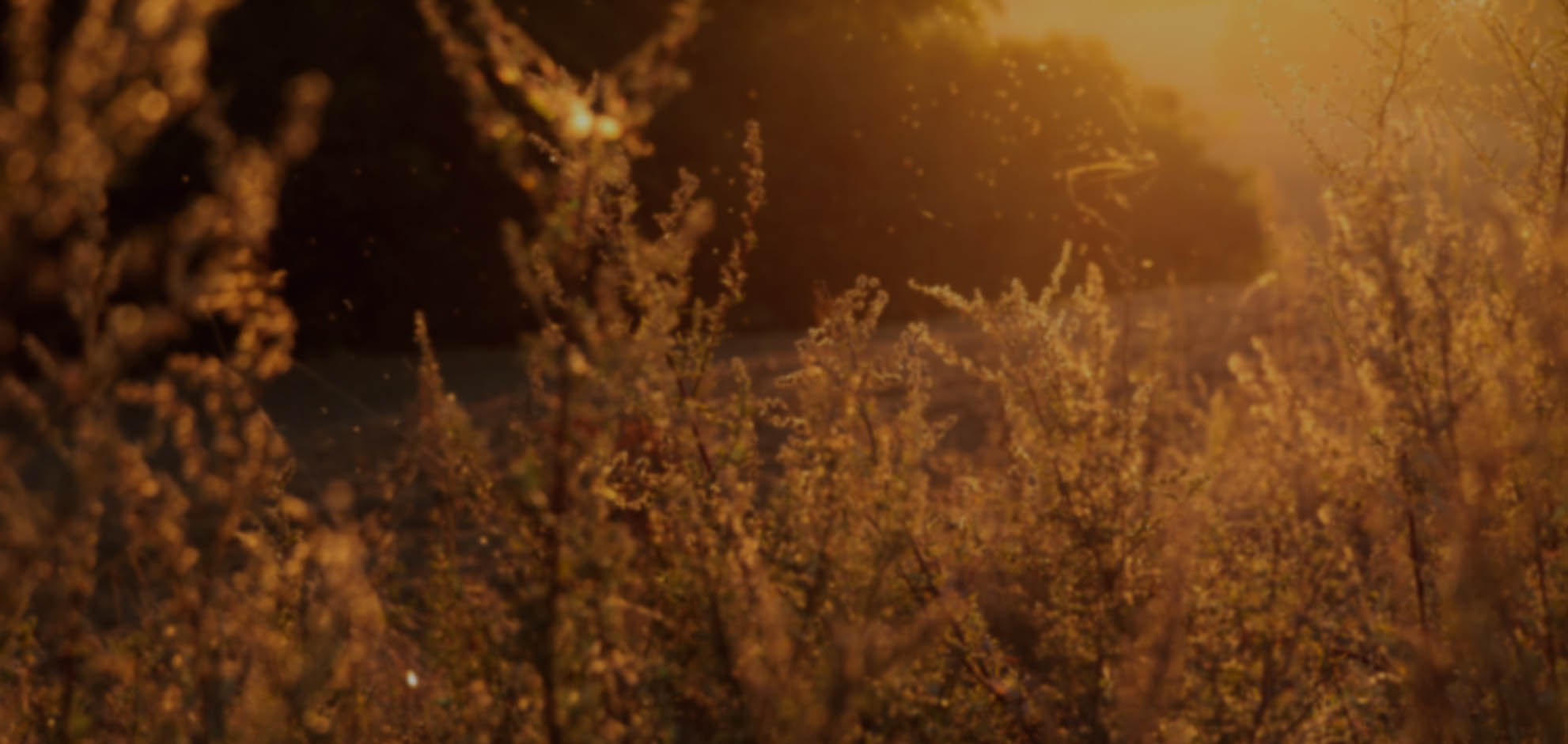 在线手机号轰炸软件